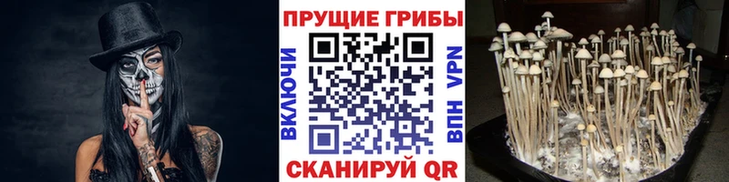 mega ТОР  наркотики  Североуральск  Псилоцибиновые грибы прущие грибы 